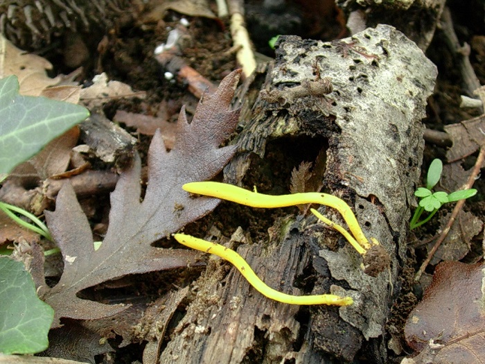 859 Novembre vecchio ritrovamento